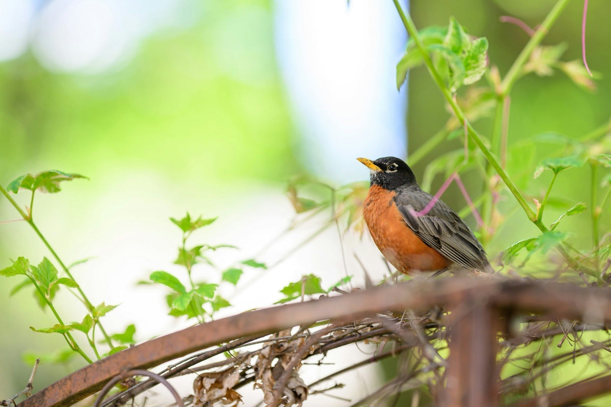 How to Start Birdwatching: A Beginner's Guide