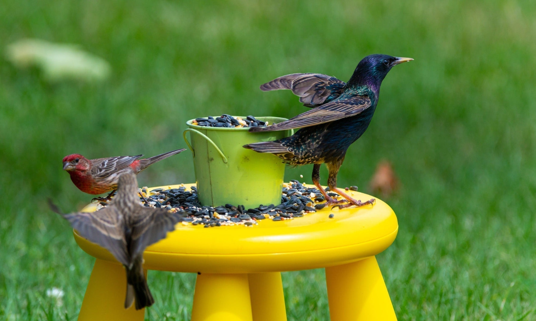 What Do Birds Eat? A Complete Guide to Bird Diets and Backyard Feeding
