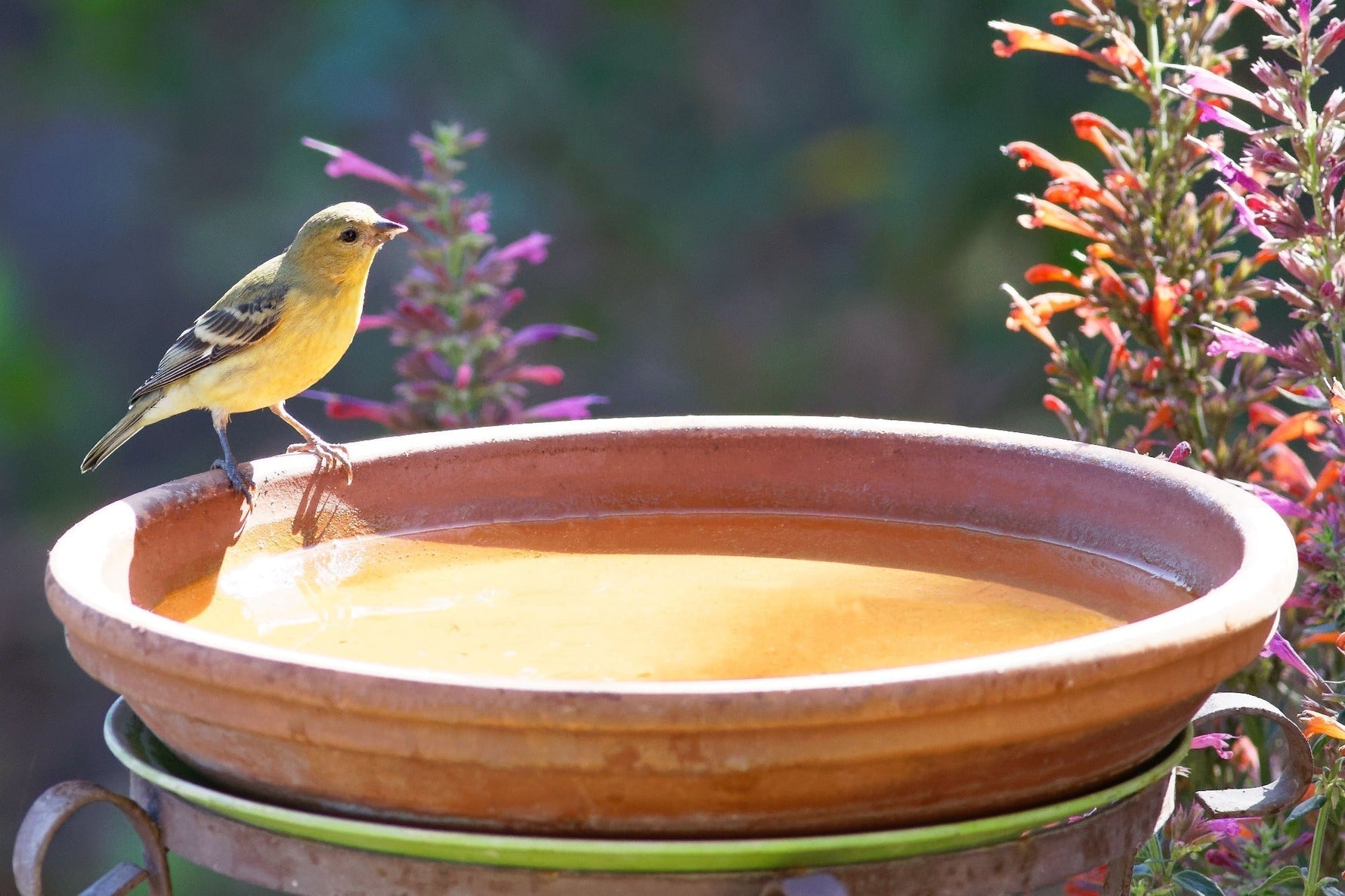 How to Attract More Bird Species to Your Backyard