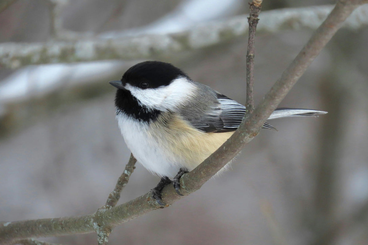 How To Identify Bird Species: A Beginner's Guide