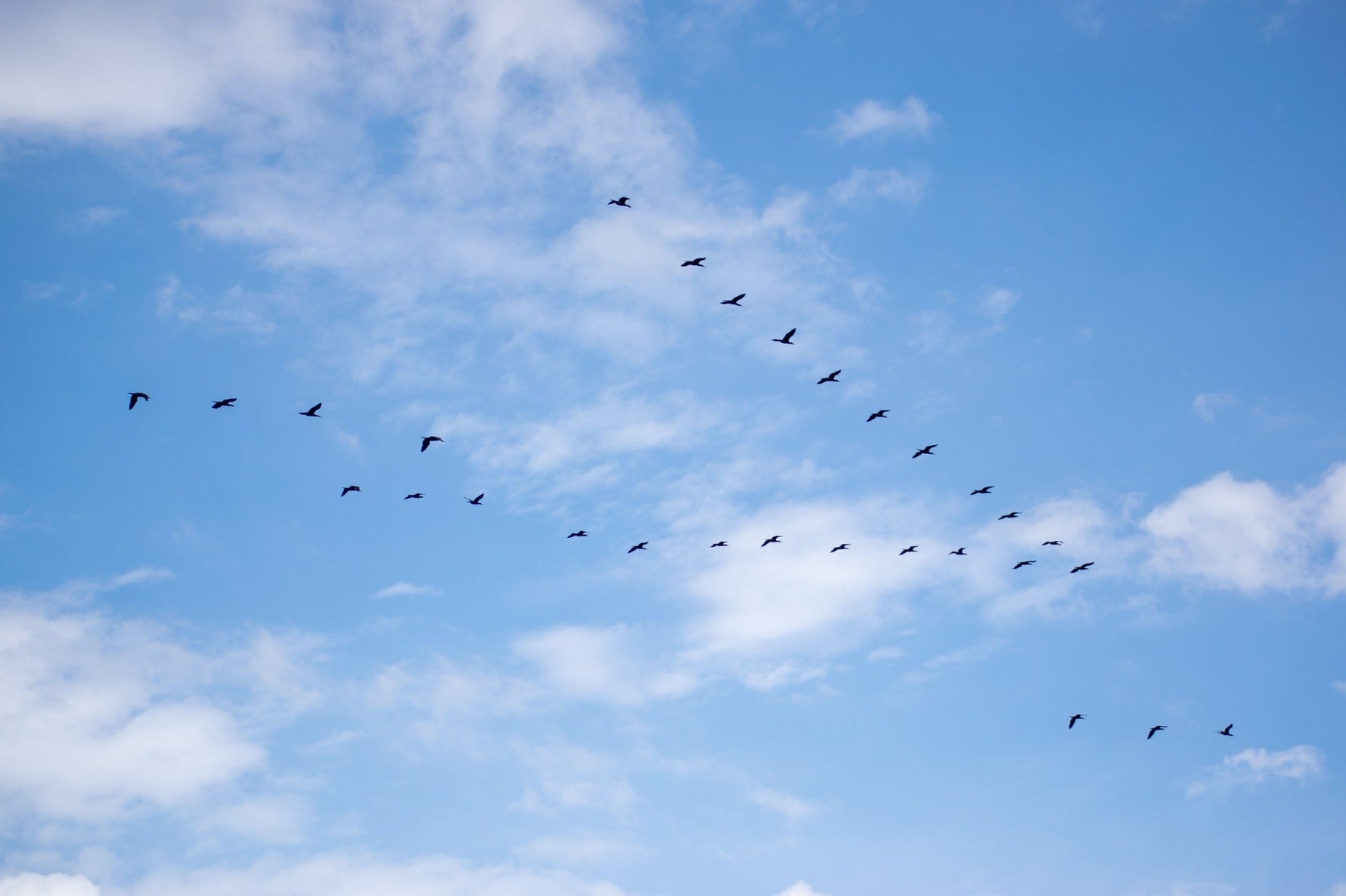 How Do Birds Navigate And Why Do They Get Lost?