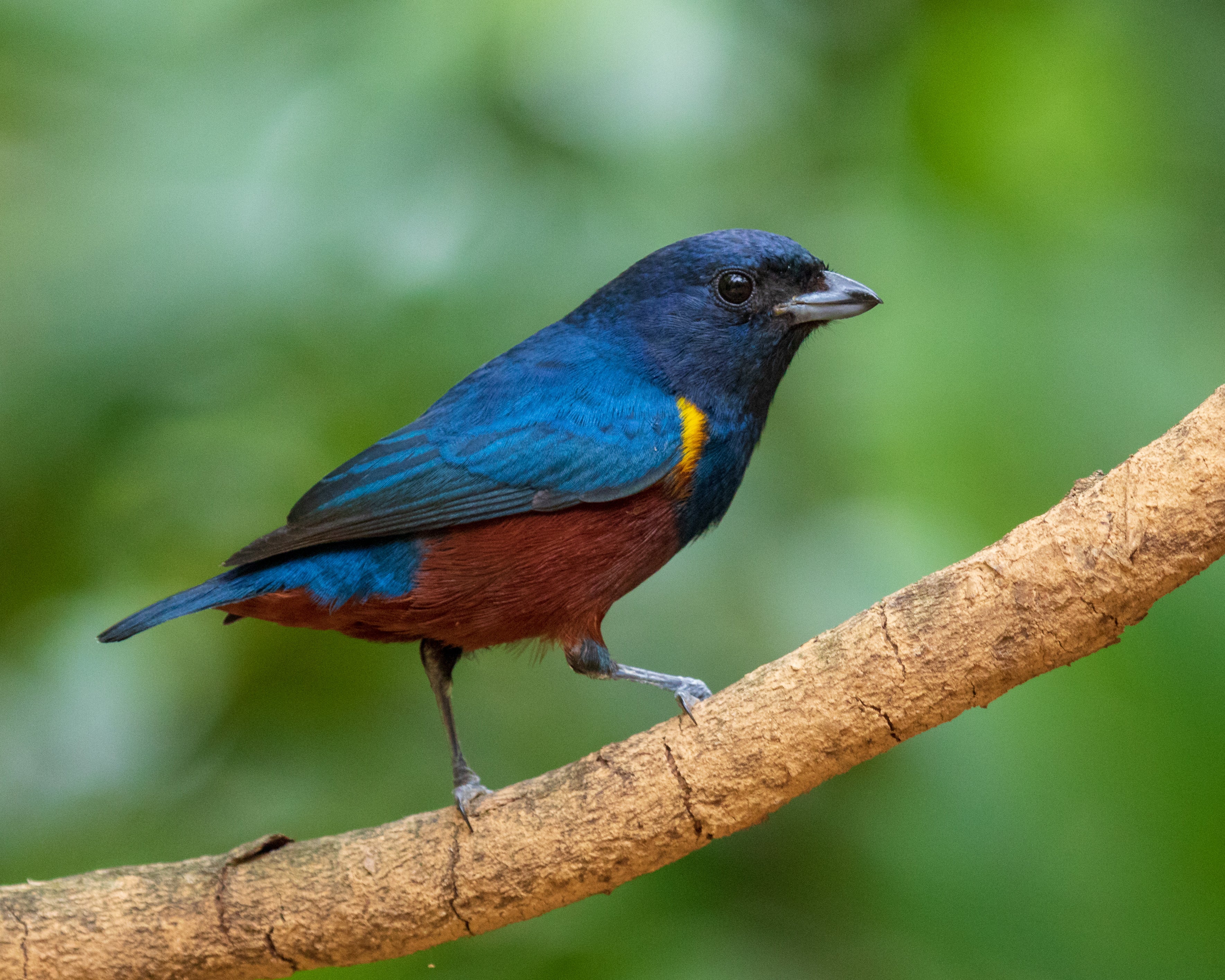 Bird Camera