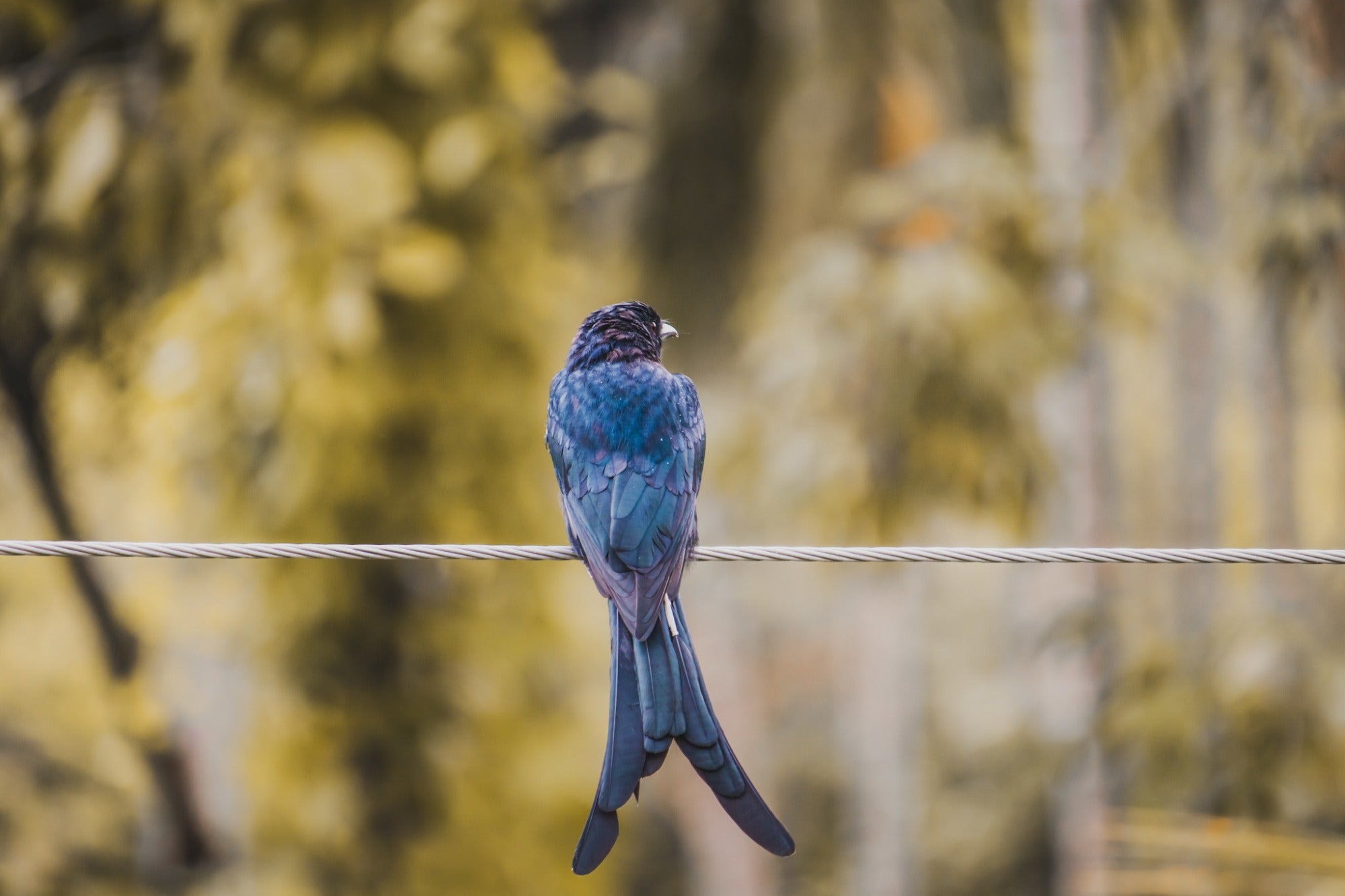 About BirdVue