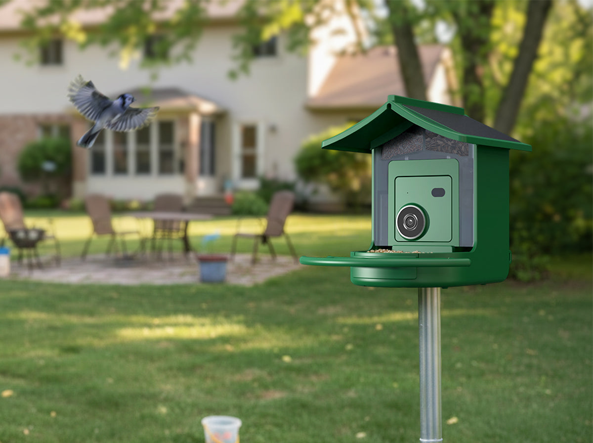 Bird approaching a backyard feeder