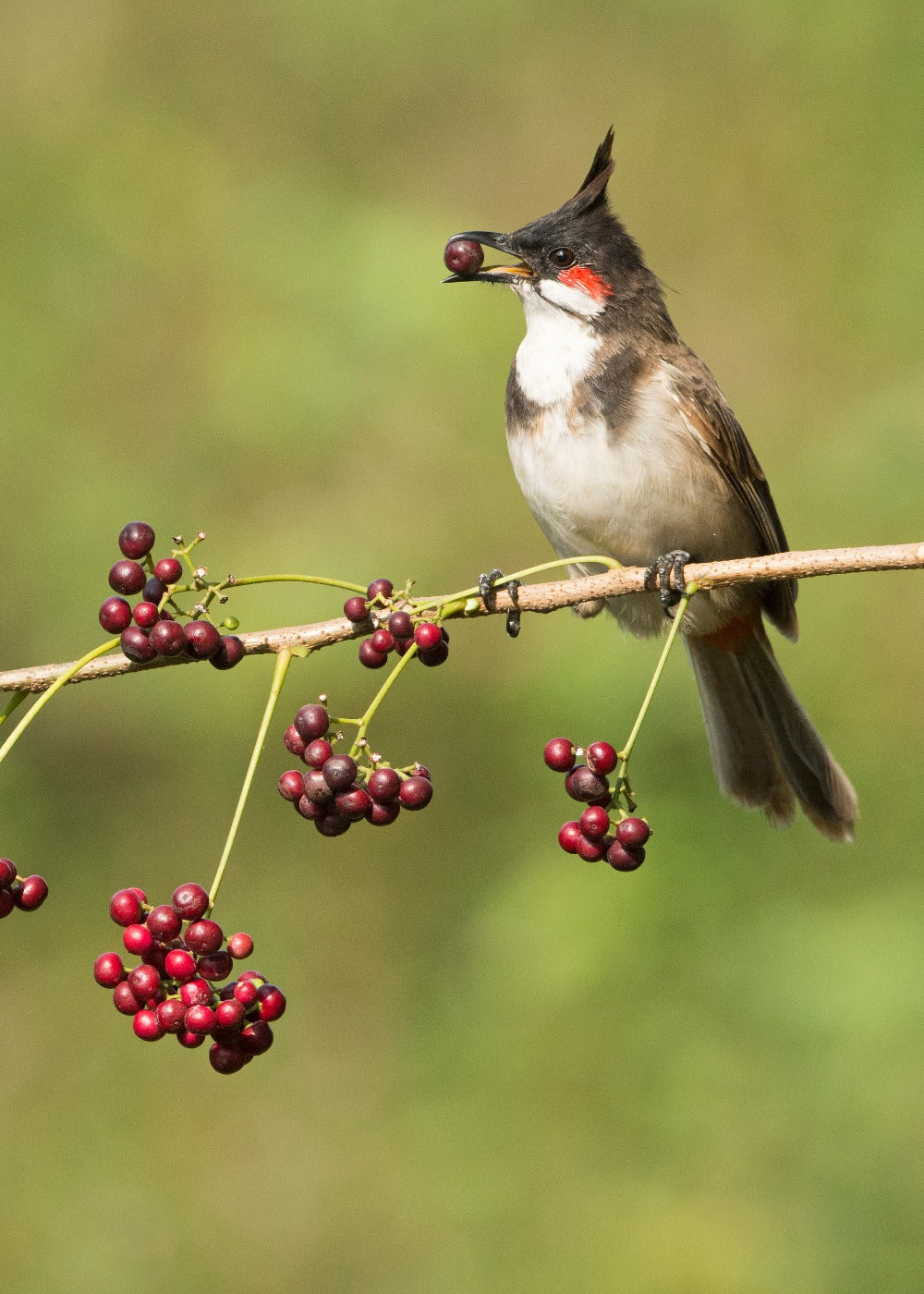 Bird feeding on cherries in a tree