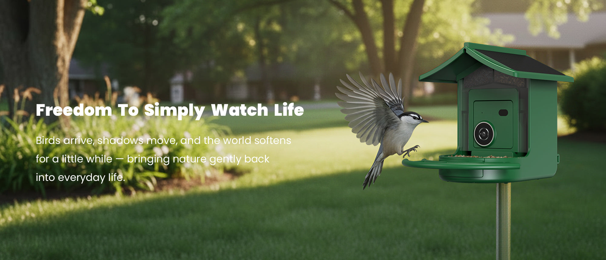 Bird coming into a backyard to feed