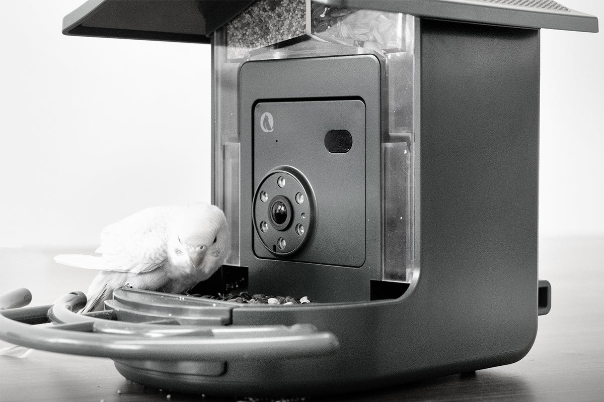 BirdVue feeder capturing images of visiting birds