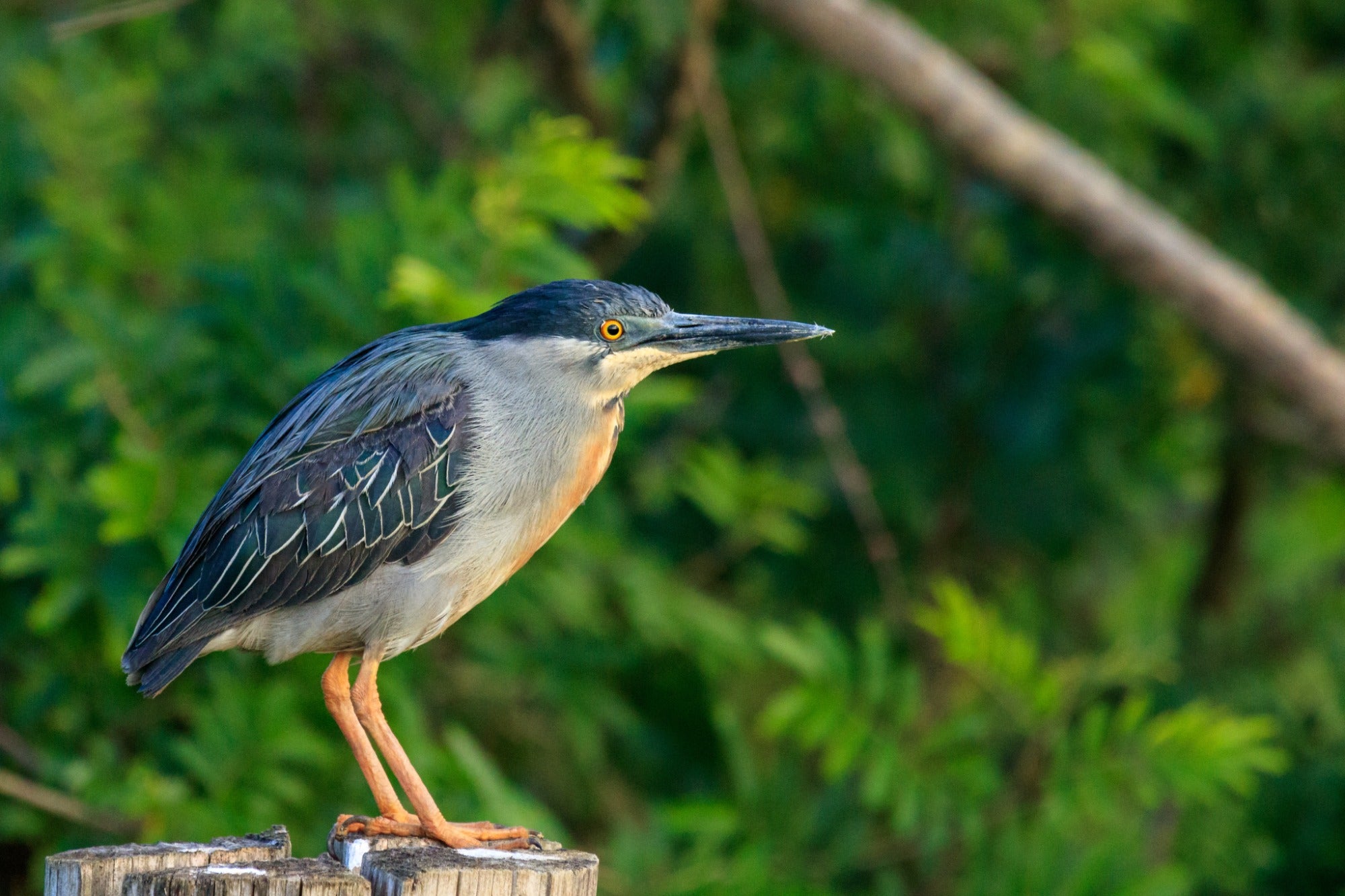 A bird perched on a tree stump in a quiet, easily missed moment