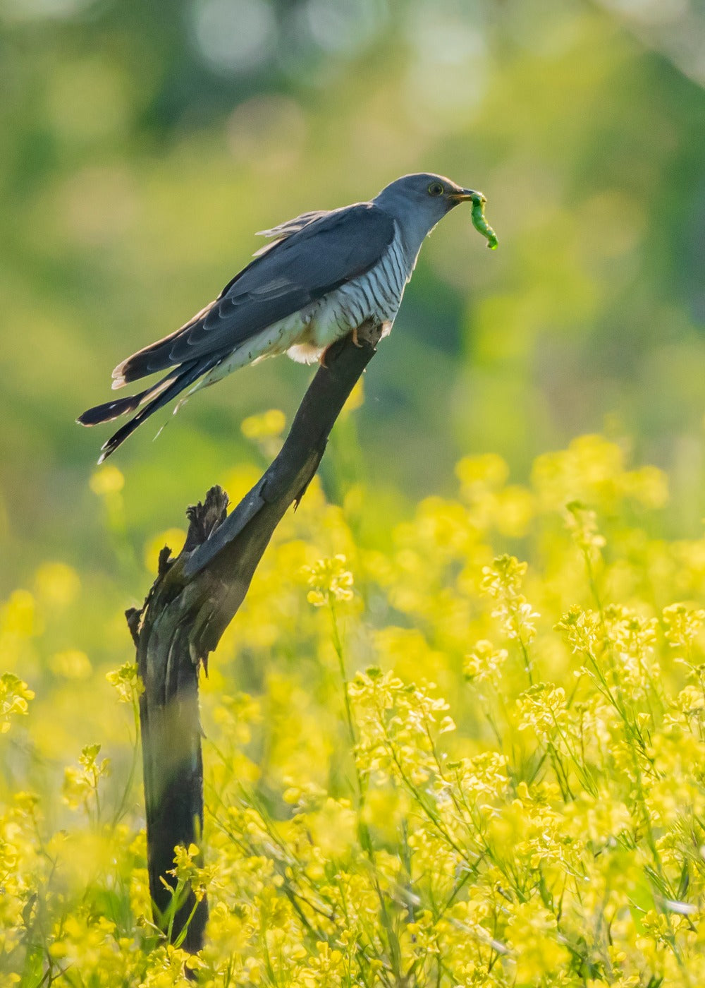 Bird catching an insect in a wildflower field