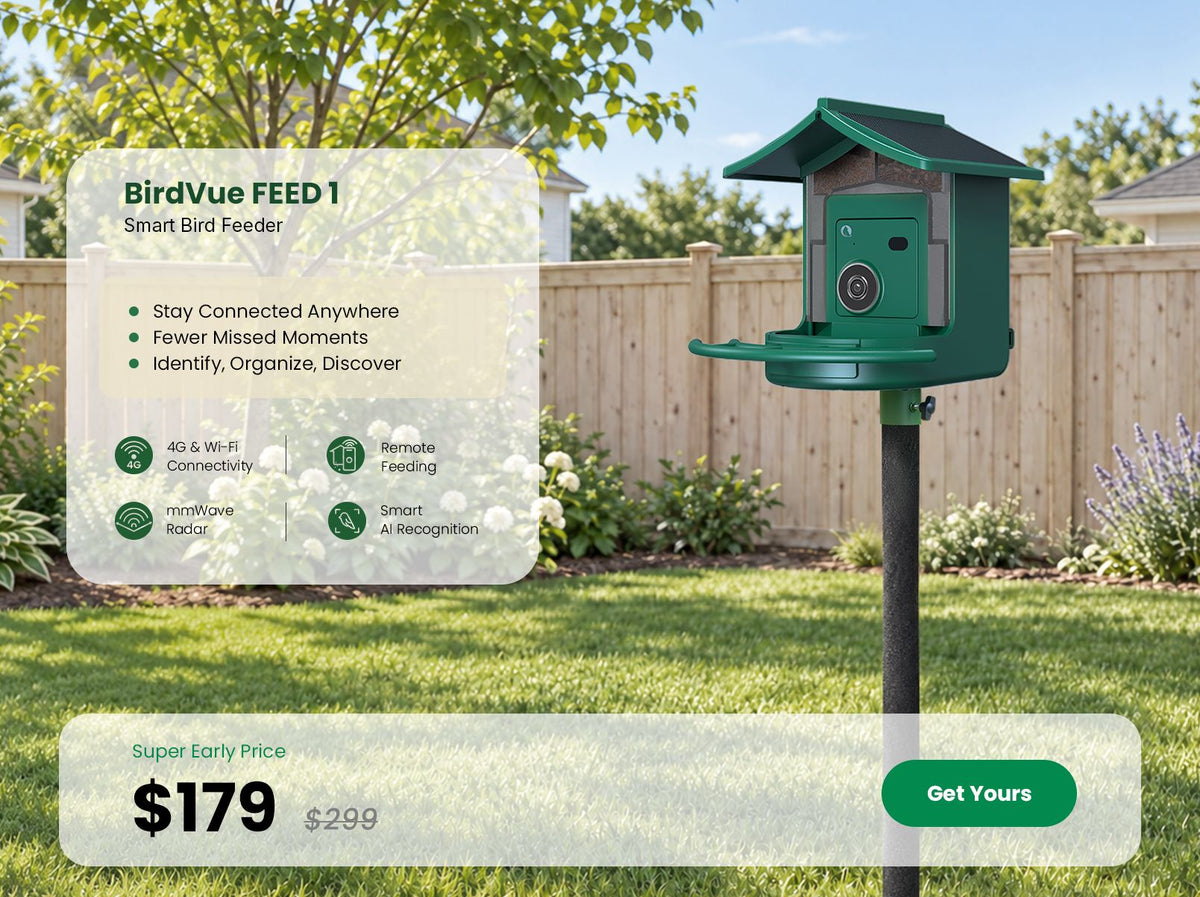 BirdVue FEED 1 Smart Bird Feeder Super Early Bird bundle