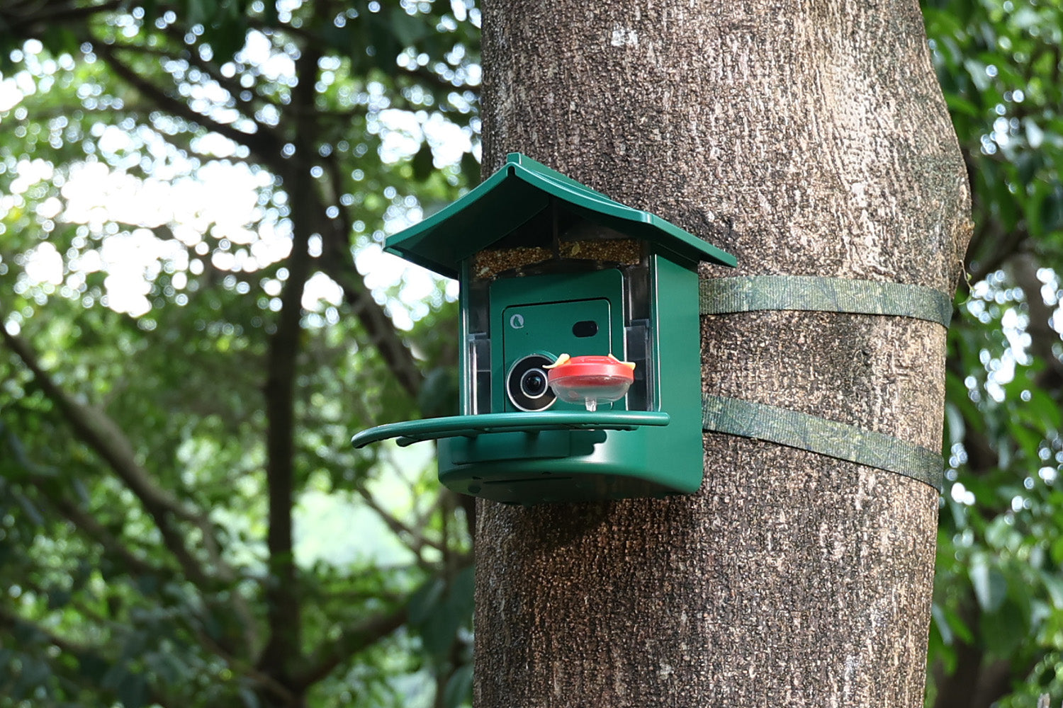 BirdVue smart bird feeder mounted at the edge of a forest