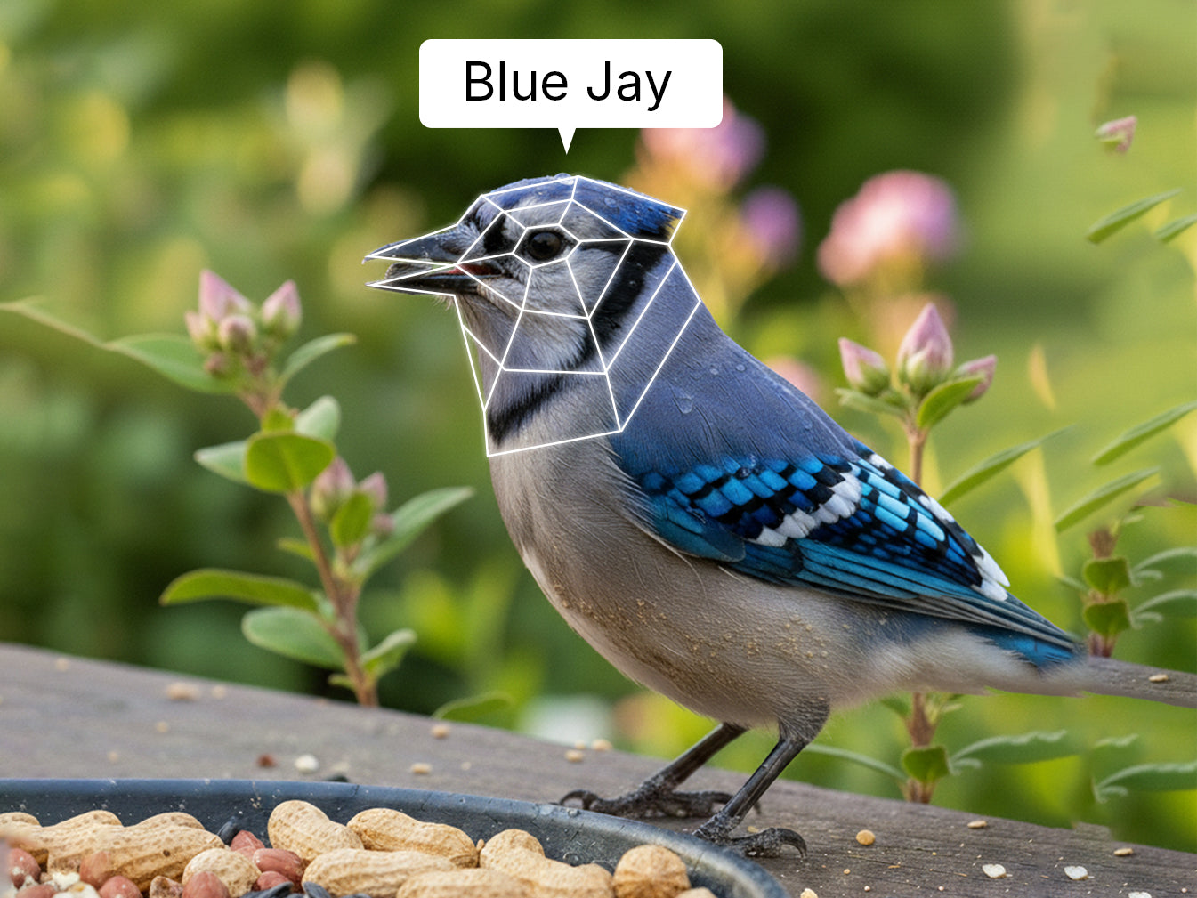 Blue jay in backyard garden setting