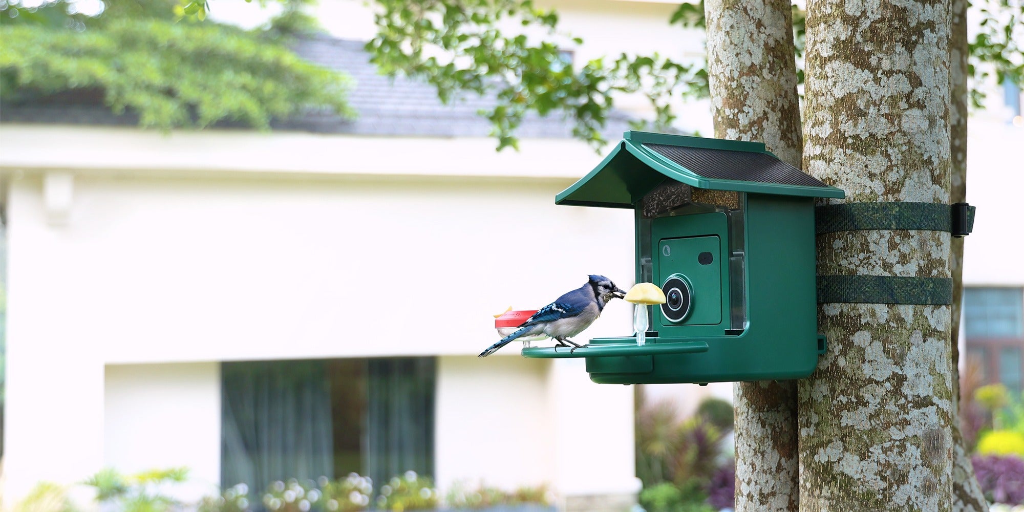 Blue Jay feeding at the BirdVue smart bird feeder in a backyard