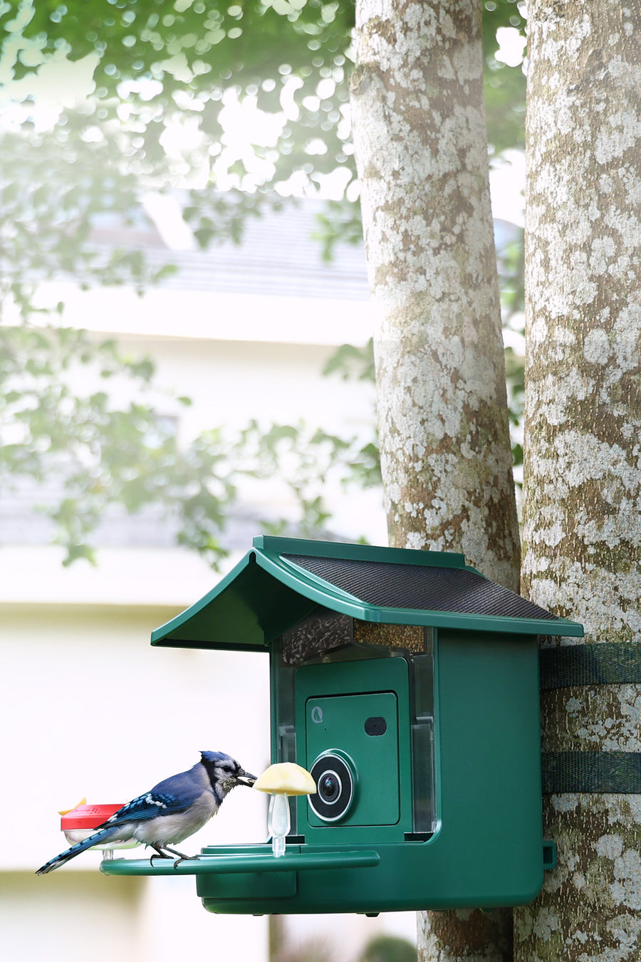 Blue Jay feeding at the BirdVue smart bird feeder in a backyard
