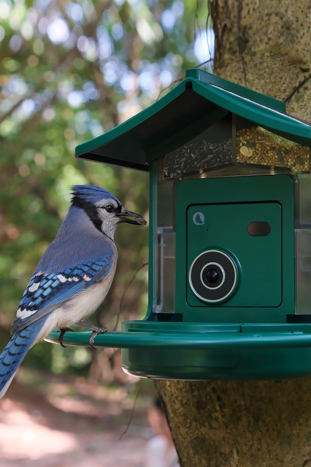 Blue Jay feeding at the BirdVue smart bird feeder in a backyard