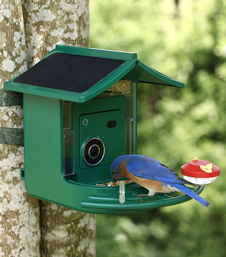 Bluebird feeding at the BirdVue FEED 1 Smart Bird Feeder