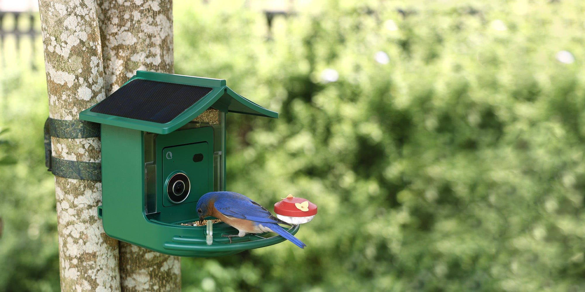 Bluebird feeding at the BirdVue smart bird feeder