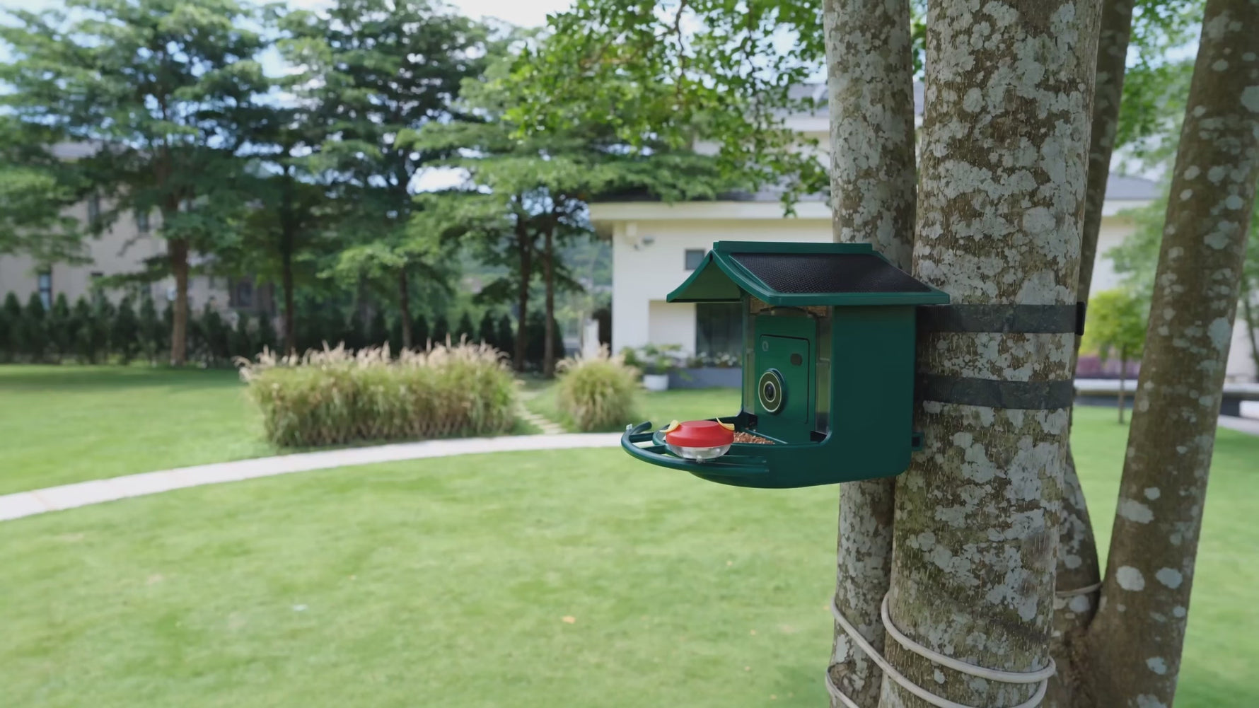 American Goldfinch feeding at the BirdVue smart bird feeder