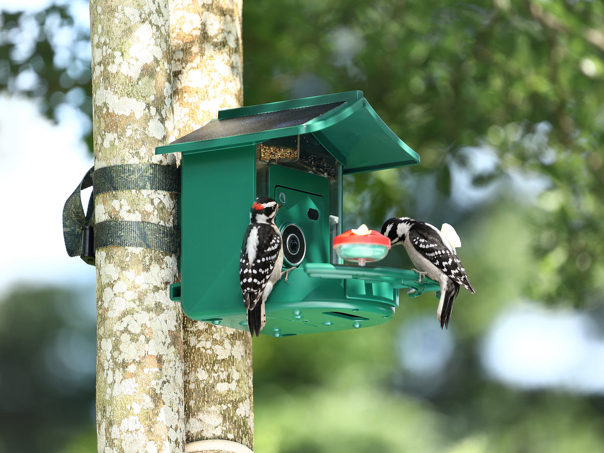 Two woodpeckers feeding at the BirdVue smart bird feeder